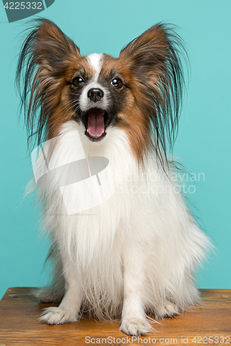 Image of Studio portrait of a small yawning puppy Papillon