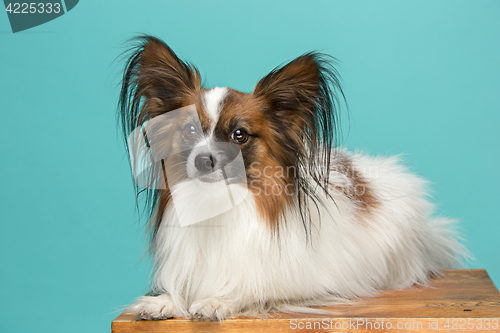 Image of Studio portrait of a small yawning puppy Papillon