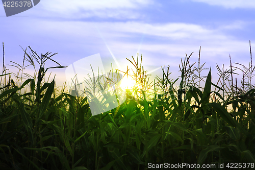 Image of corn growing up in summer