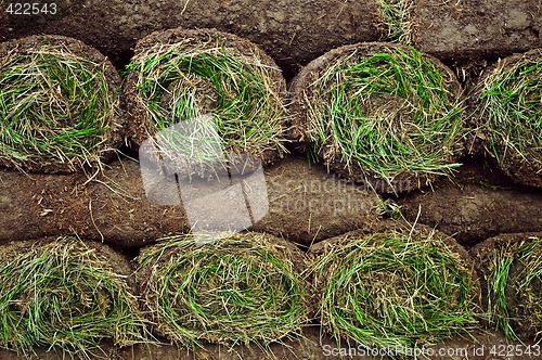 Image of Rolled sod
