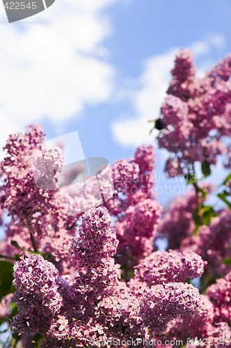 Image of Lilac