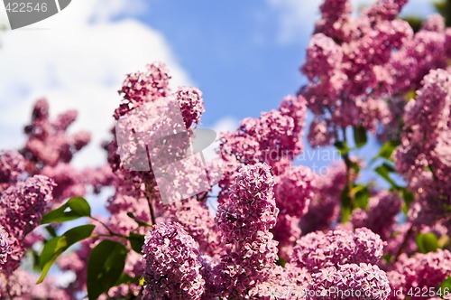 Image of Lilac