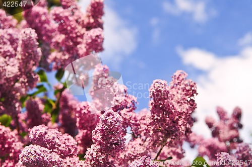 Image of Lilac