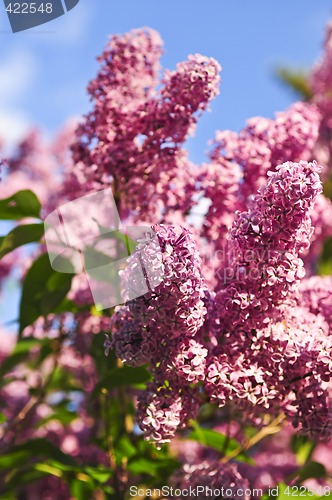 Image of Lilac