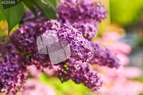 Image of Lilac