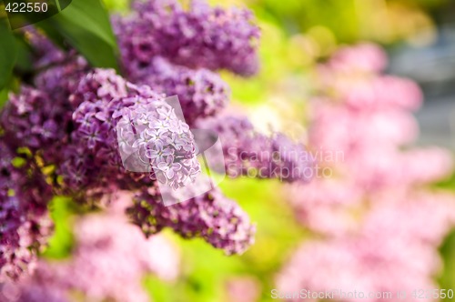 Image of Lilac