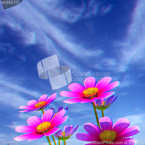 Image of Beautiful Cosmos Flower against the sky. 3D illustration.. Anagl