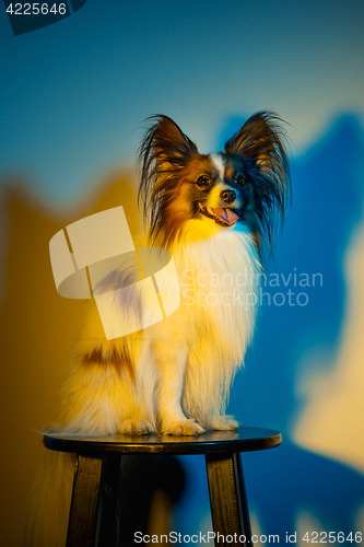 Image of Studio portrait of a small yawning puppy Papillon