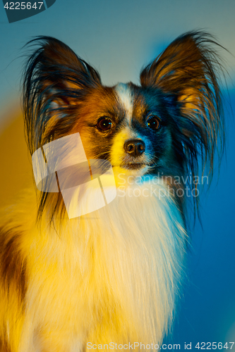 Image of Studio portrait of a small yawning puppy Papillon