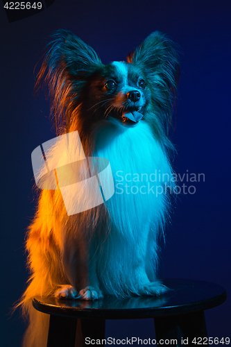 Image of Studio portrait of a small yawning puppy Papillon