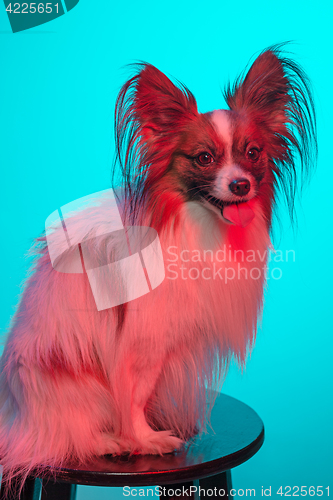 Image of Studio portrait of a small yawning puppy Papillon