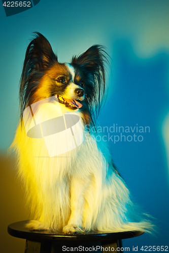 Image of Studio portrait of a small yawning puppy Papillon