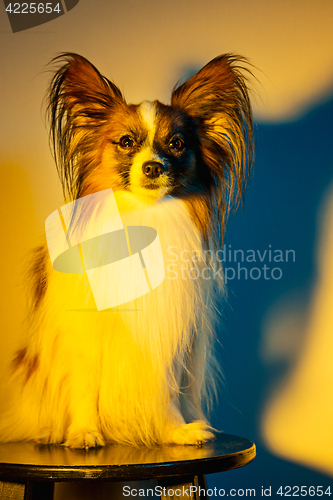 Image of Studio portrait of a small yawning puppy Papillon