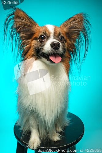 Image of Studio portrait of a small yawning puppy Papillon