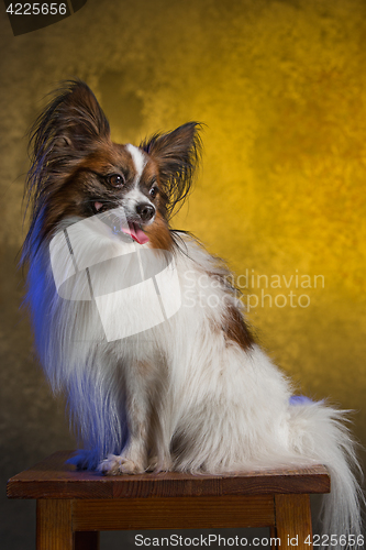 Image of Studio portrait of a small yawning puppy Papillon