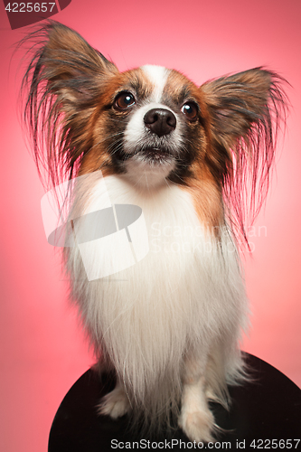 Image of Studio portrait of a small yawning puppy Papillon