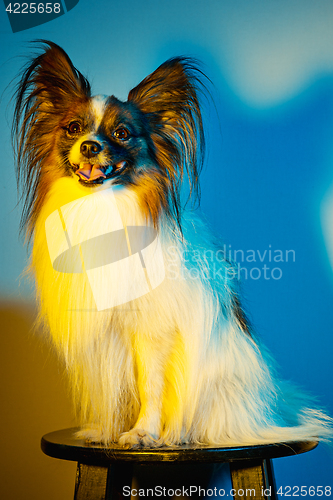 Image of Studio portrait of a small yawning puppy Papillon