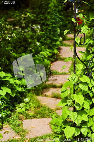 Image of Vine on wrought iron arbor