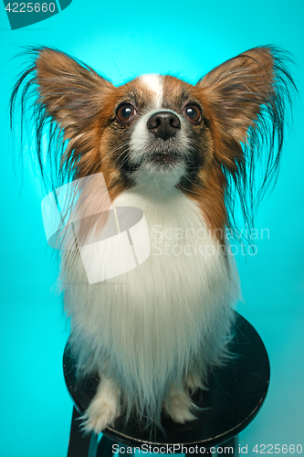 Image of Studio portrait of a small yawning puppy Papillon