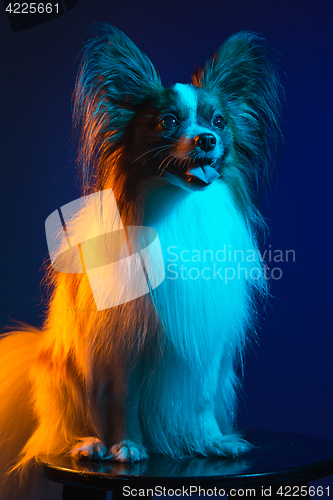 Image of Studio portrait of a small yawning puppy Papillon