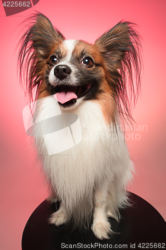 Image of Studio portrait of a small yawning puppy Papillon