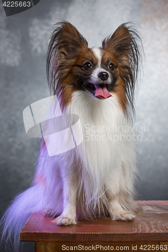 Image of Studio portrait of a small yawning puppy Papillon