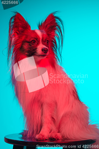 Image of Studio portrait of a small yawning puppy Papillon