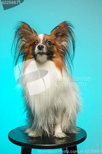 Image of Studio portrait of a small yawning puppy Papillon