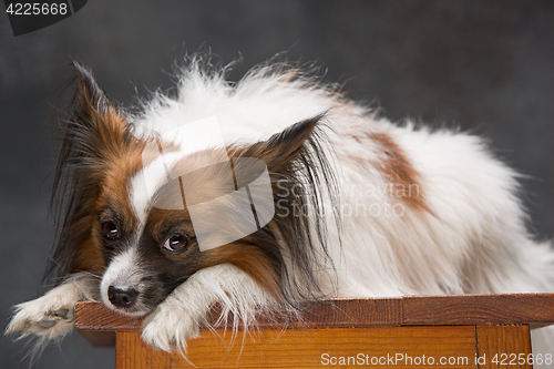 Image of Studio portrait of a small yawning puppy Papillon