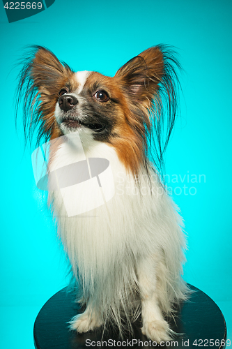 Image of Studio portrait of a small yawning puppy Papillon