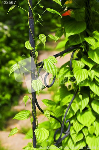 Image of Vine on wrought iron arbor