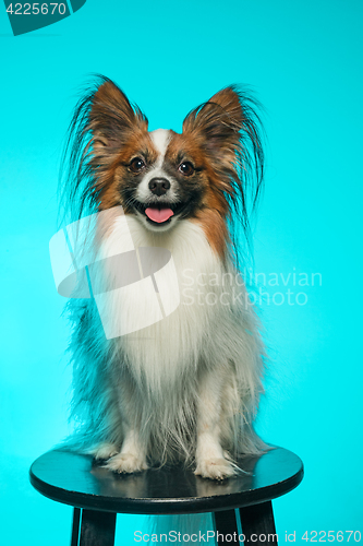 Image of Studio portrait of a small yawning puppy Papillon