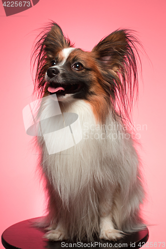 Image of Studio portrait of a small yawning puppy Papillon