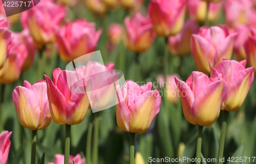 Image of Tulips.