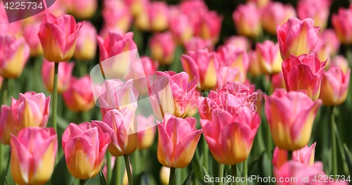 Image of Tulips.