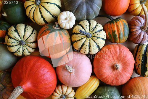 Image of Squash and pumpkins.