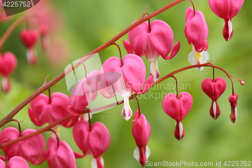 Image of Bleeding heart.