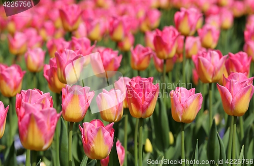 Image of Tulips.