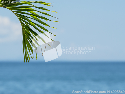 Image of Palm leaf on blurred background