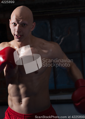 Image of Aggressive boxer in training
