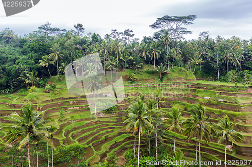 Image of rice plantation terrace on Sri Lanka