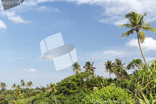 Image of forest landscape on sri lanka