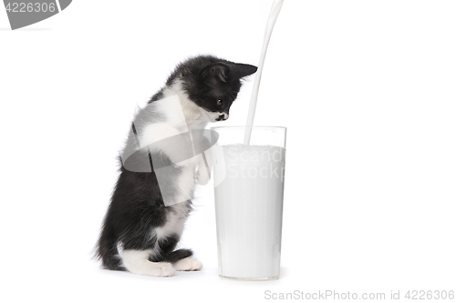 Image of Cute Kitten Watching Milk Pour Into a Glass