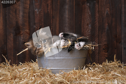 Image of Cute Adorable Kittens in a Barn Setting With Hay