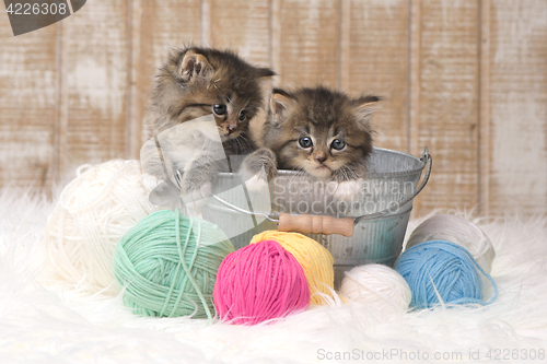 Image of Kittens With Balls of Yarn in Studio