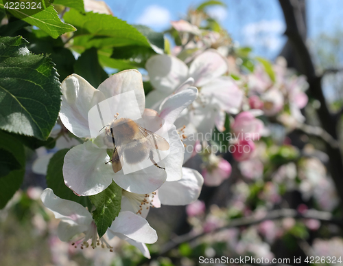 Image of Tree bumblebee pollinates apple blossom flowers