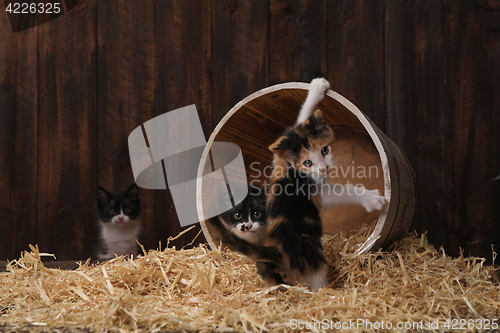 Image of Cute Adorable Kittens in a Barn Setting With Hay