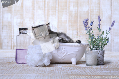 Image of Adorable Kitten in A Bathtub Relaxing