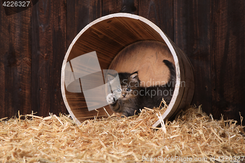 Image of Cute Adorable Kittens in a Barn Setting With Hay