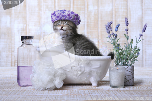 Image of Adorable Kitten in A Bathtub Relaxing